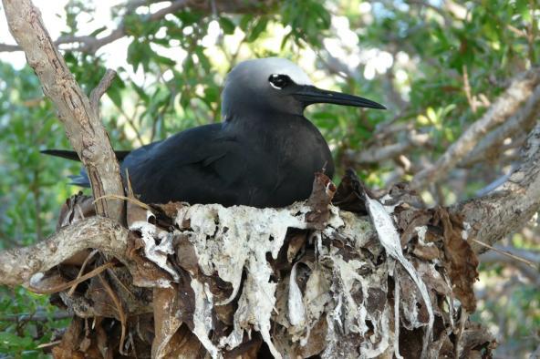 Tikehau Vogelinselchen