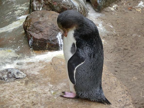 Ein müder Gelbaugenpinguin