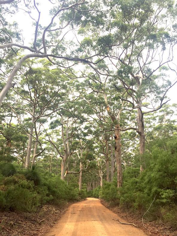 Auf dem Boranup Drive im Boranup Forest unterwegs