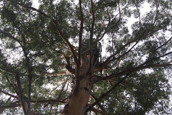 Gloucester Tree – der 72 Meter hohe Karribaum in Pemberton