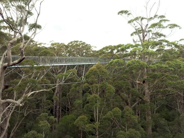 Treetop Walk – Valley of the Giants