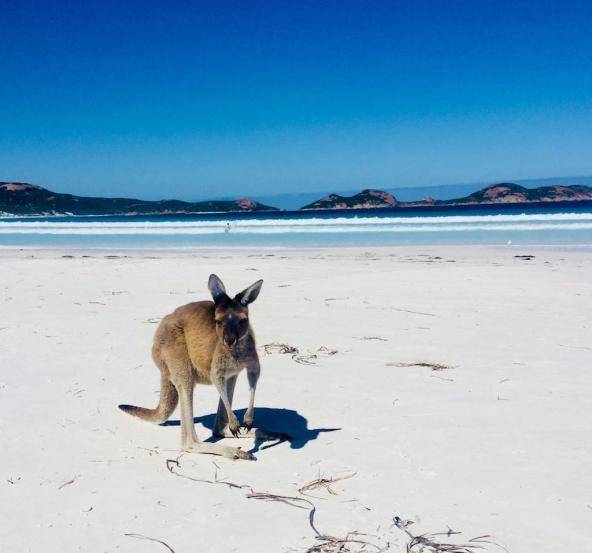 Selbst die Kängurus sind glücklich an der malerischen Lucky Bay