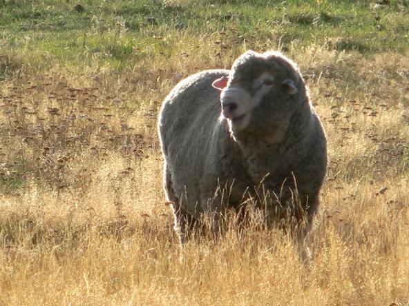 Ein Schaf in der Nachmittagssonne