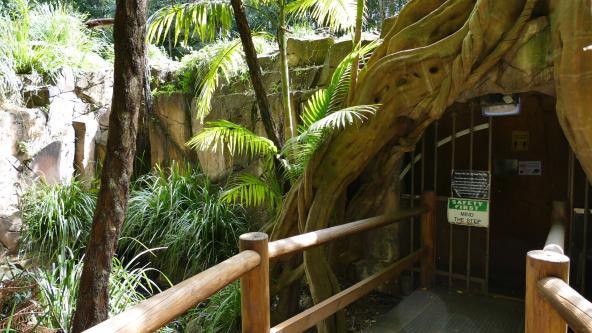 North Stradbroke Island Glühwürmchenhöhle Australien Regenwald