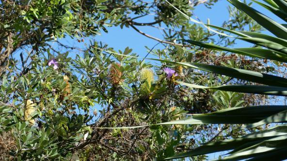 North Stradbroke Island Gorge Walk Vegetation Queensland