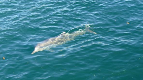 Delfin Amity Point North Stradbroke Island Australien