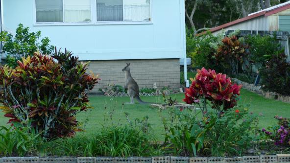 Känguru im Garten Australien North Stradbroke Island Amity Point