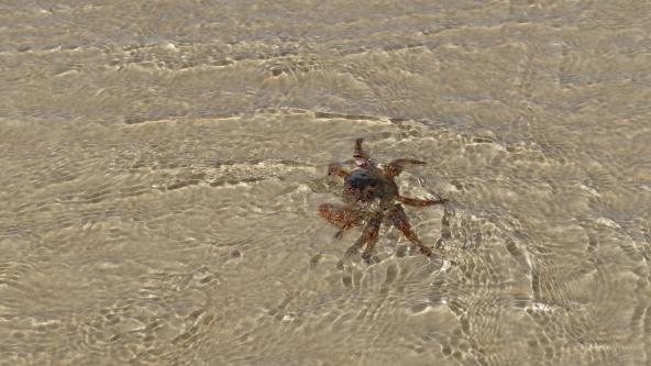 North Stradbroke Island Krabbe am Deadmans Beach Strand Queensland Sunshine State