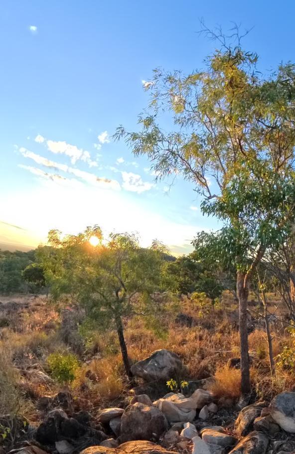 Undara Wildlife at Sunset 
