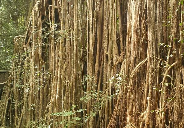 Undara Curtain Fig Tree