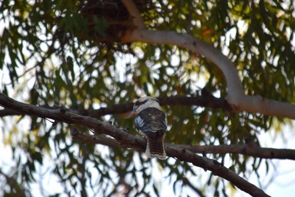 Undara Kookaburra