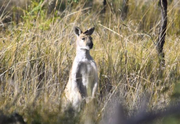 Undara Kangaroo