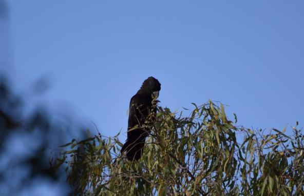 Undara Wildlife at Sunset Schwarzer Kakadu