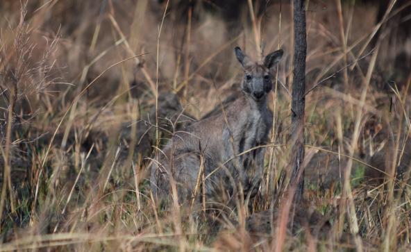 Undara Wildlife at Sunset 