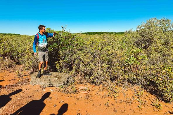 Guide erklärt Pflanzen am Beginn einer Mangrovenwanderung bei Broome