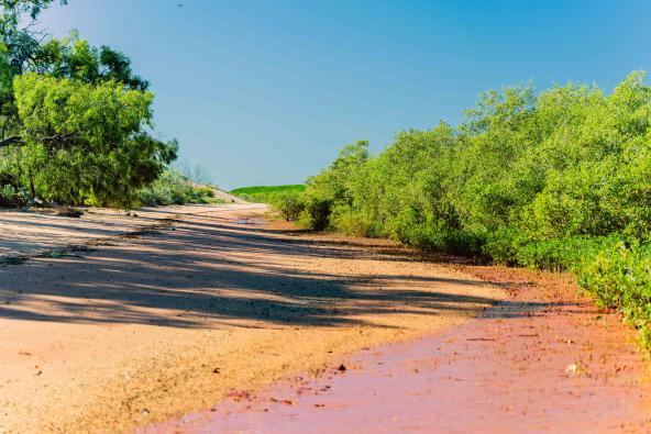 Pfad durch die Mangroven bei Broome mit rotem Sand und grünem Bewuchs