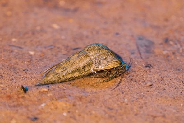 Einsiedlerkrebs im nassen Sand während der Ebbe bei Broome