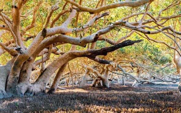 Dichte Mangroven mit verwachsenen Wurzeln und Ästen bei Broome