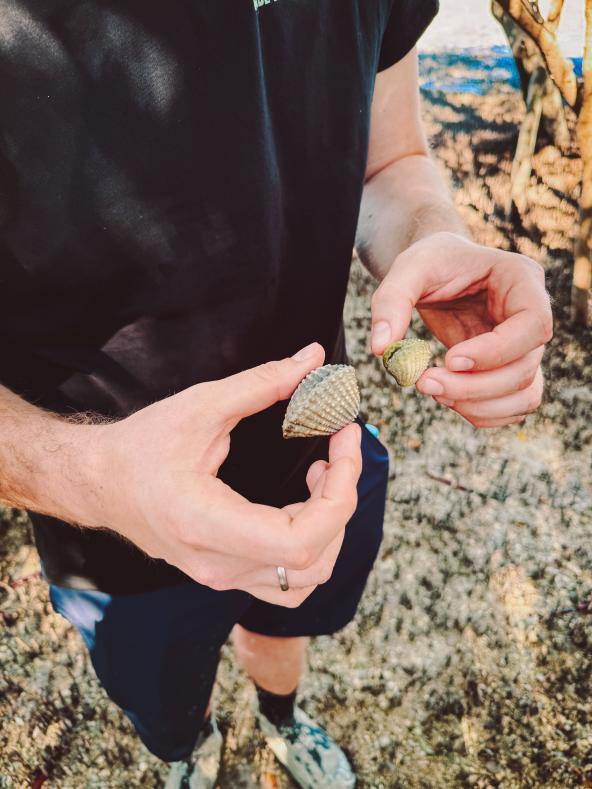 Person hält zwei Muscheln in den Händen bei einer Mangrovenwanderung in Broome