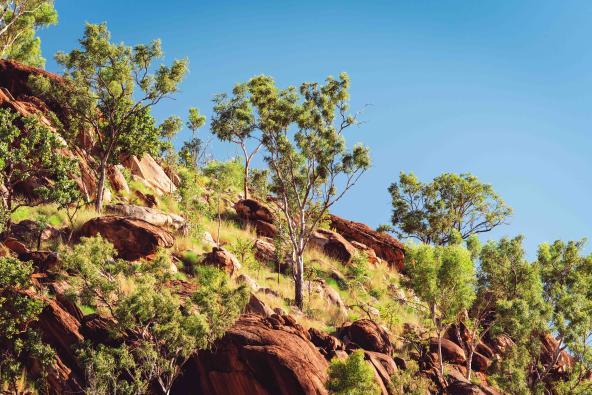 Rote Felsen mit grünen Bäumen unter klarem Himmel in der Kimberley-Region