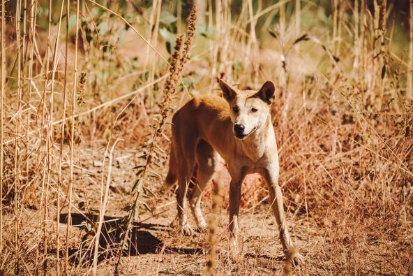 Dingo steht aufmerksam im trockenen Gras des australischen Outbacks