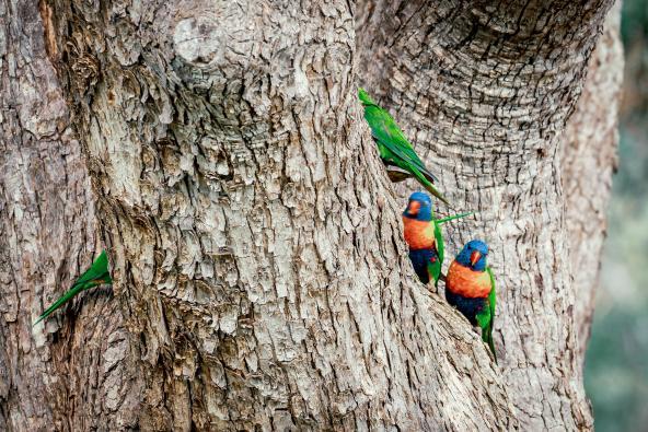 Zwei Regenbogenloris sitzen in der Rinde eines Baums bei Perth