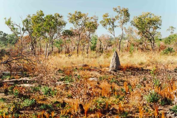 Termitenhügel steht in einer trockenen, offenen Buschlandschaft mit vereinzelten Bäumen und Grasflächen.