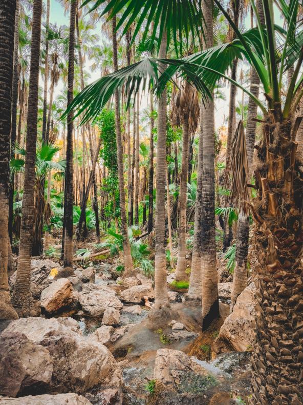 Hohe Palmen ragen in den Himmel zwischen roten Felswänden bei den Zebedee Hot Springs im El Questro Wilderness Park.