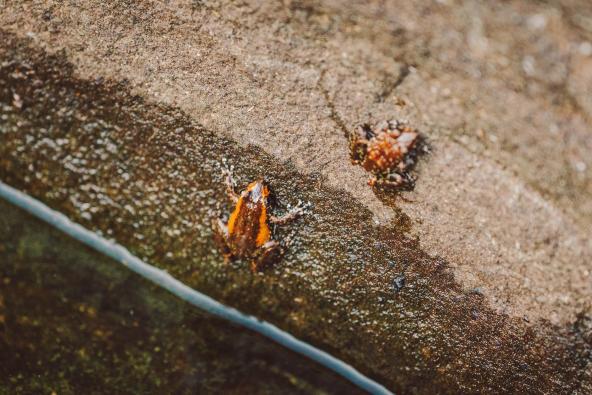 Zwei kleine Frösche auf einem feuchten Felsen am Wasser.