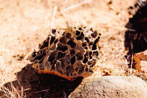 Zerbrochenes Stück eines Termitenhügels mit wabenartiger Struktur auf trockenem Boden.
