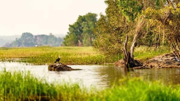 Wasservogel steht auf einem Felsen in einem flachen Feuchtgebiet, umgeben von Gras und Bäumen.