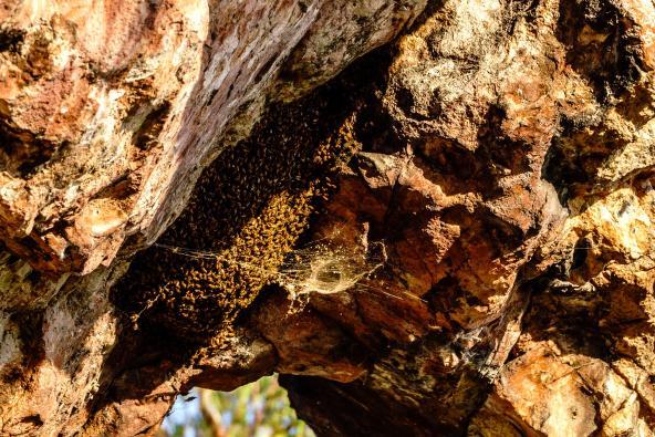 Großes Bienen- oder Wespennest in einer Felsspalte unter einem Felsvorsprung.