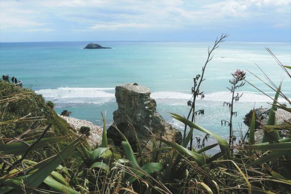 Muriwai Beach Tölpel Kolonie Gannets Neuseeland