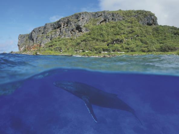 Austral Inseln Südsee Französisch Polynesien Buckelwal