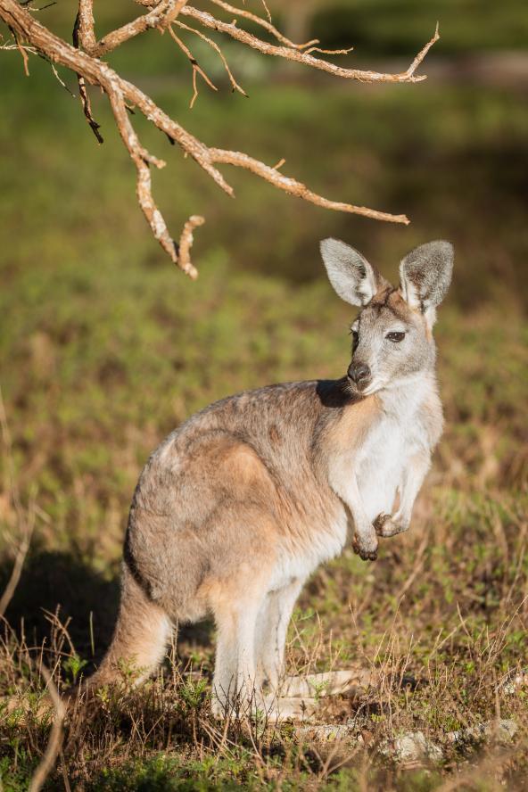 Wallaby