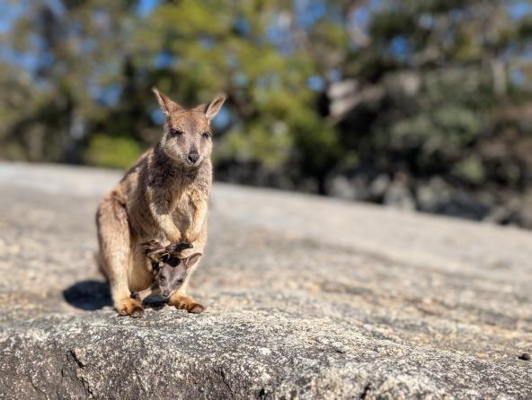 Wallaby