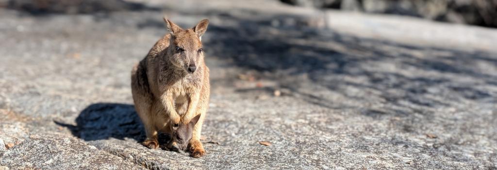Australien Reise Wallaby auf Felsen