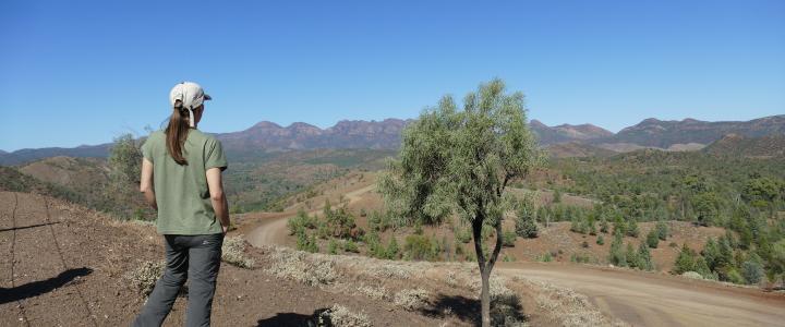 Flinders Ranges Südaustralien Australien entdecken Outback Explorers Way