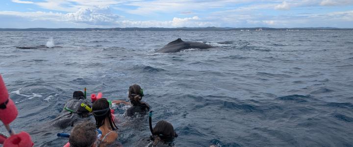Schwimmen mit Buckelwalen Whale Swim Tasman Venture Fraser Island Hervey Bay