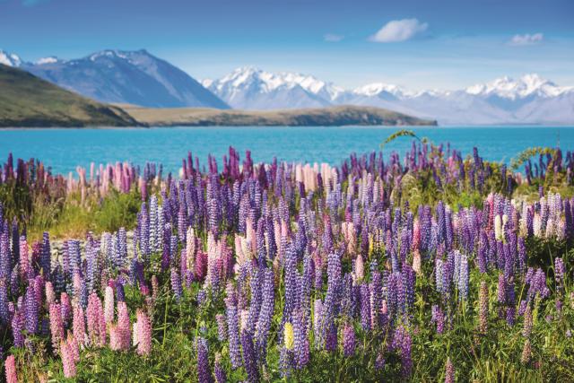 Neuseeland Lupinen Rundreisen 