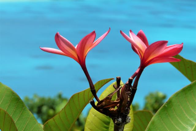 Reiseangebote Französisch Polynesien Komplettpakete Frangipani
