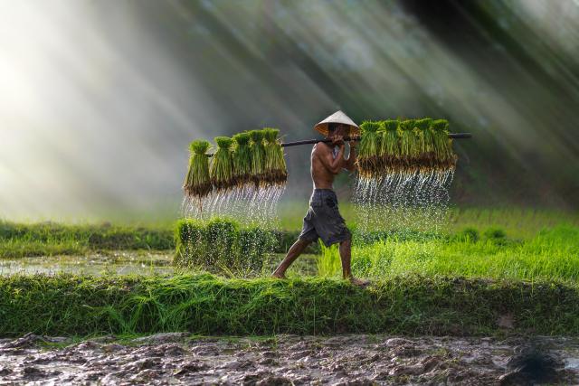 Asien Rundreisen Vietnam Reisernte