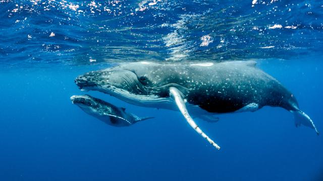 Tonga Südsee Paradies der Buckelwale