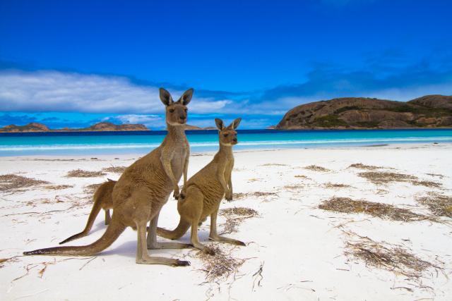 Australien entdecken Kängurus am Strand