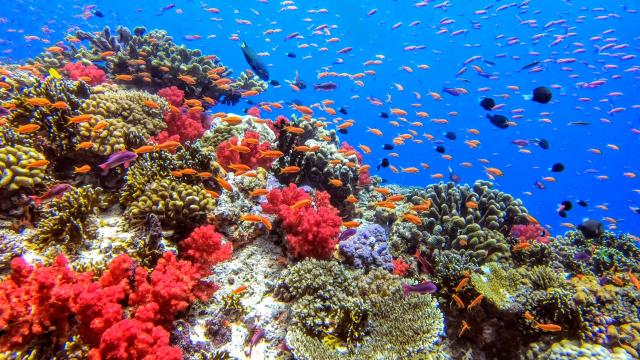 Fiji Unterwasser Korallen Fische Südsee Inselhüpfen
