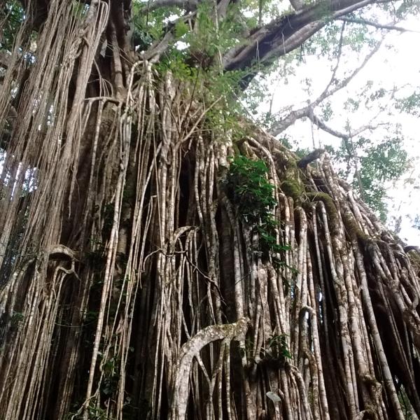 Curtain Fig Tree Queensland Atherton Tablelands Cairns