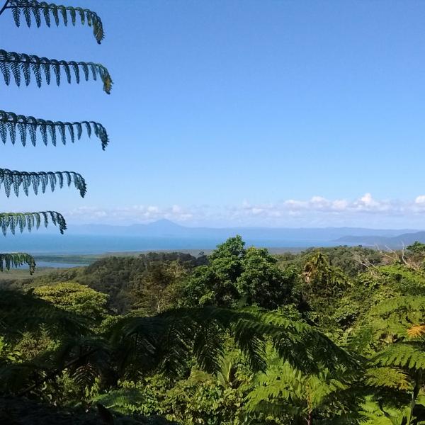 Daintree Nationalpark Queensland Australien entdecken