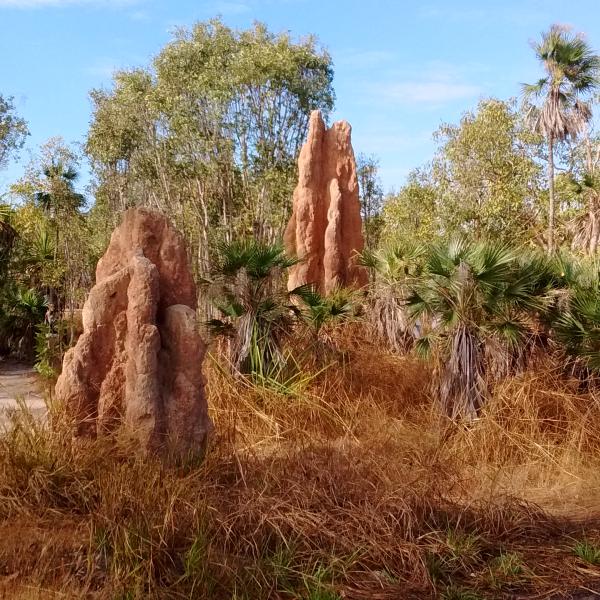 Litchfield Nationalpark Northern Territory Termitenhügel