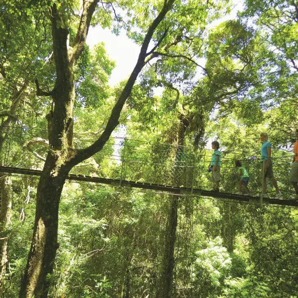 Lamington Nationalpark Hängebrücke Queensland entdecken