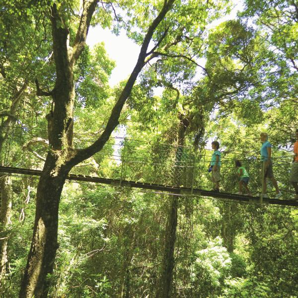 Lamington Nationalpark Hängebrücke Queensland entdecken